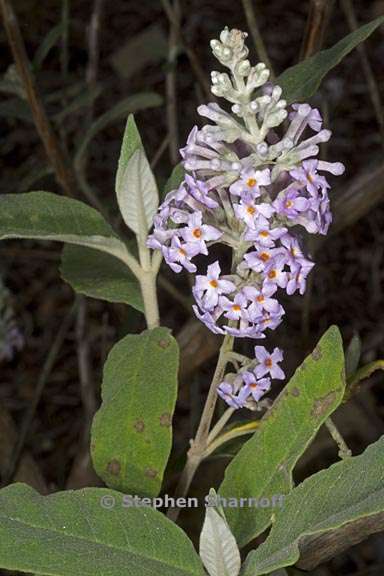 buddleja officinalis 3 graphic